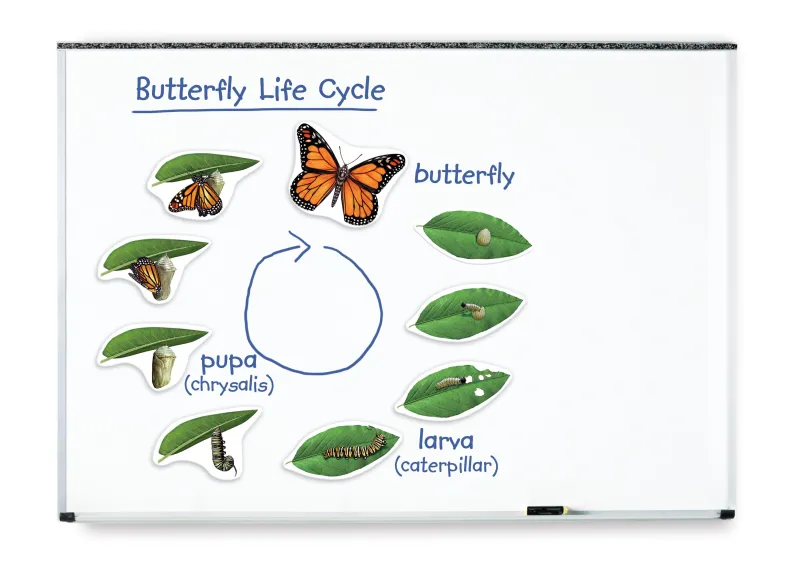 Learning Resources Magnetický životný cyklus - Motýľ