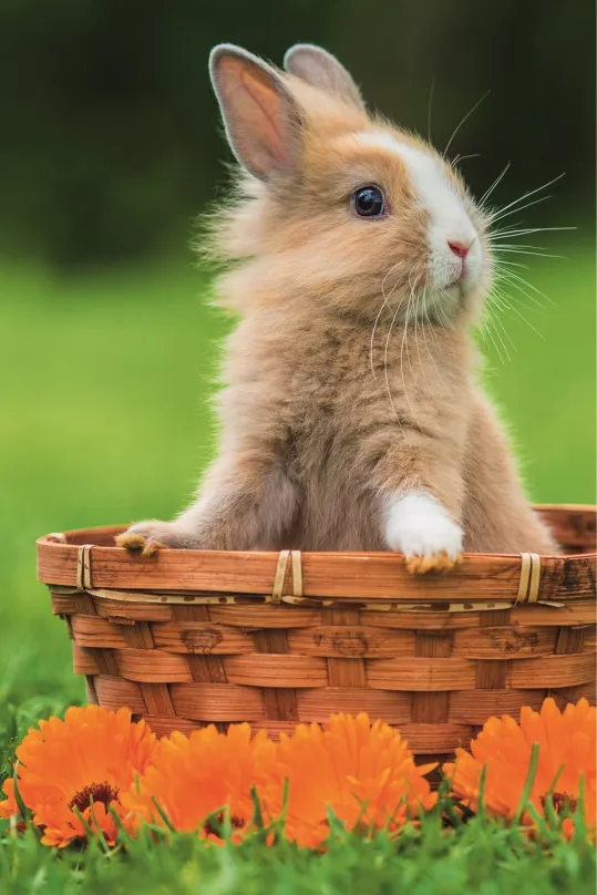 TREFL Puzzle Roztomilé zvieratká: Zajačik v košíku 54 dielikov