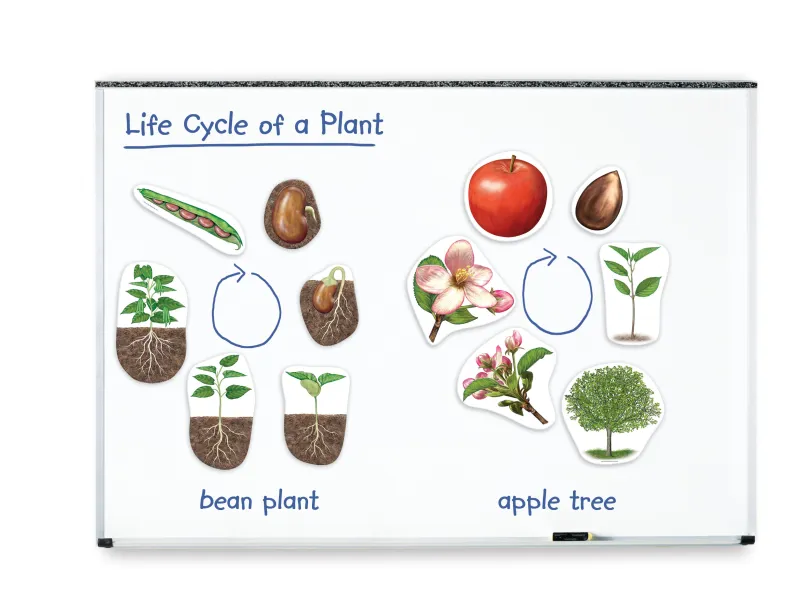 Learning Resources Magnetický životný cyklus - Rastlina