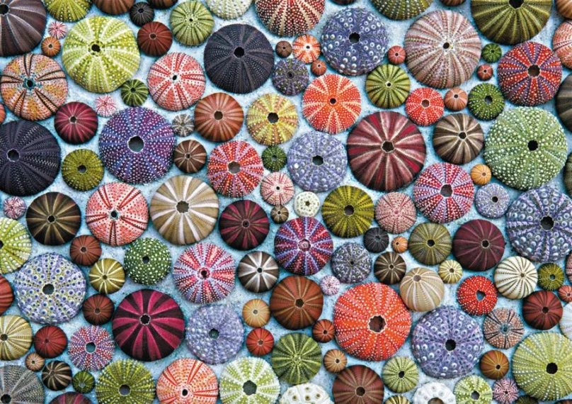 PIATNIK Puzzle Morskí ježkovia 1000 dielikov