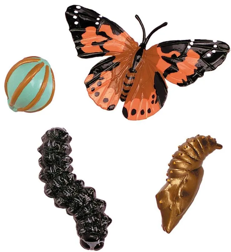 Vzdelávacia sada Insect Lore Životný cyklus - Motýľ