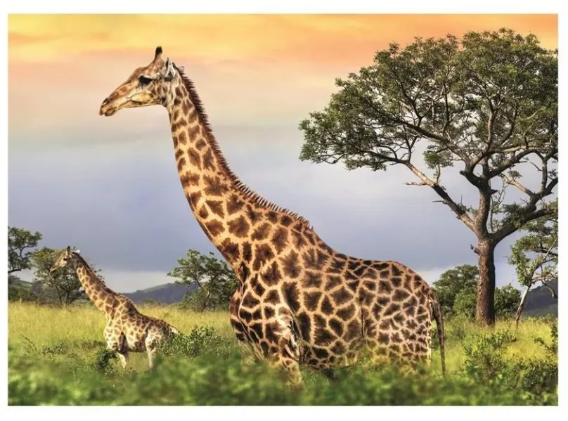 Puzzle Dino Žirafie rodina 1000 puzzle