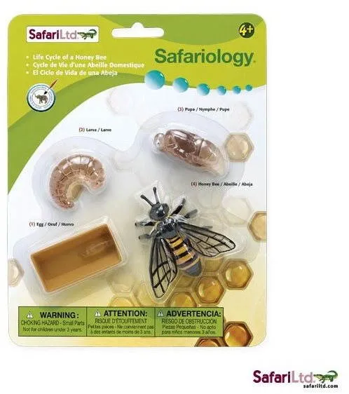 Anatomický model Safari Ltd. Životný cyklus - Včela