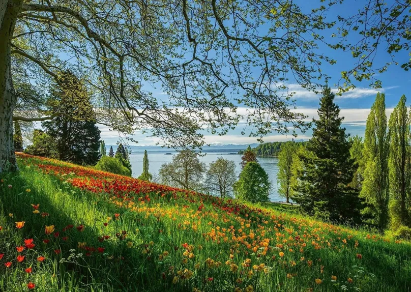 Puzzle Schimdt Puzzle Kvitnúce tulipány na ostrove Mainau 1000 dielikov