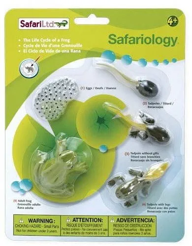 Anatomický model Safari Ltd. Životný cyklus - Žaba