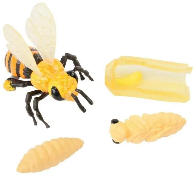 Vzdelávacia sada Insect Lore Životný cyklus - Včela