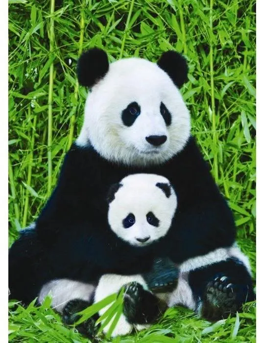 Puzzle Eurographics Puzzle Panda a mláďa 1000 dielikov