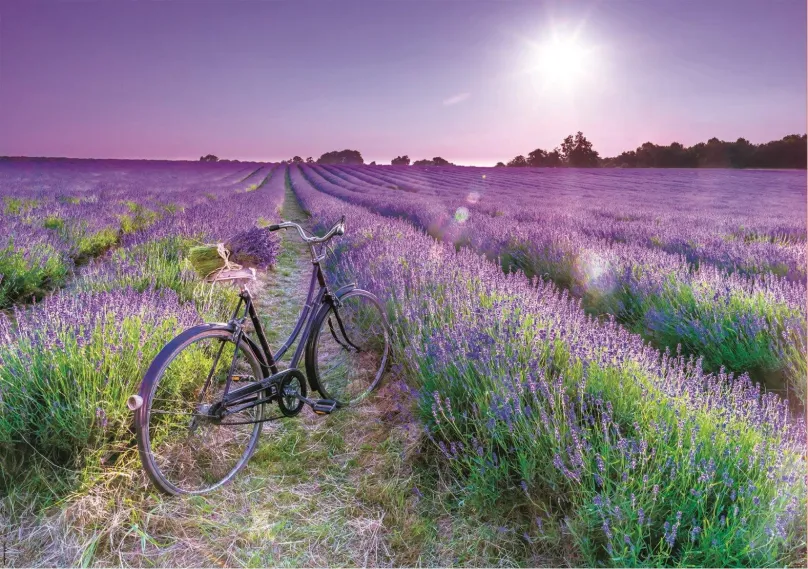 Puzzle Educa Puzzle Bicykel v levanduľovom poli 1000 dielikov